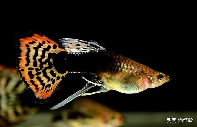 孔雀鱼烂尾怎么办什么原因,怀孕母孔雀鱼烂尾