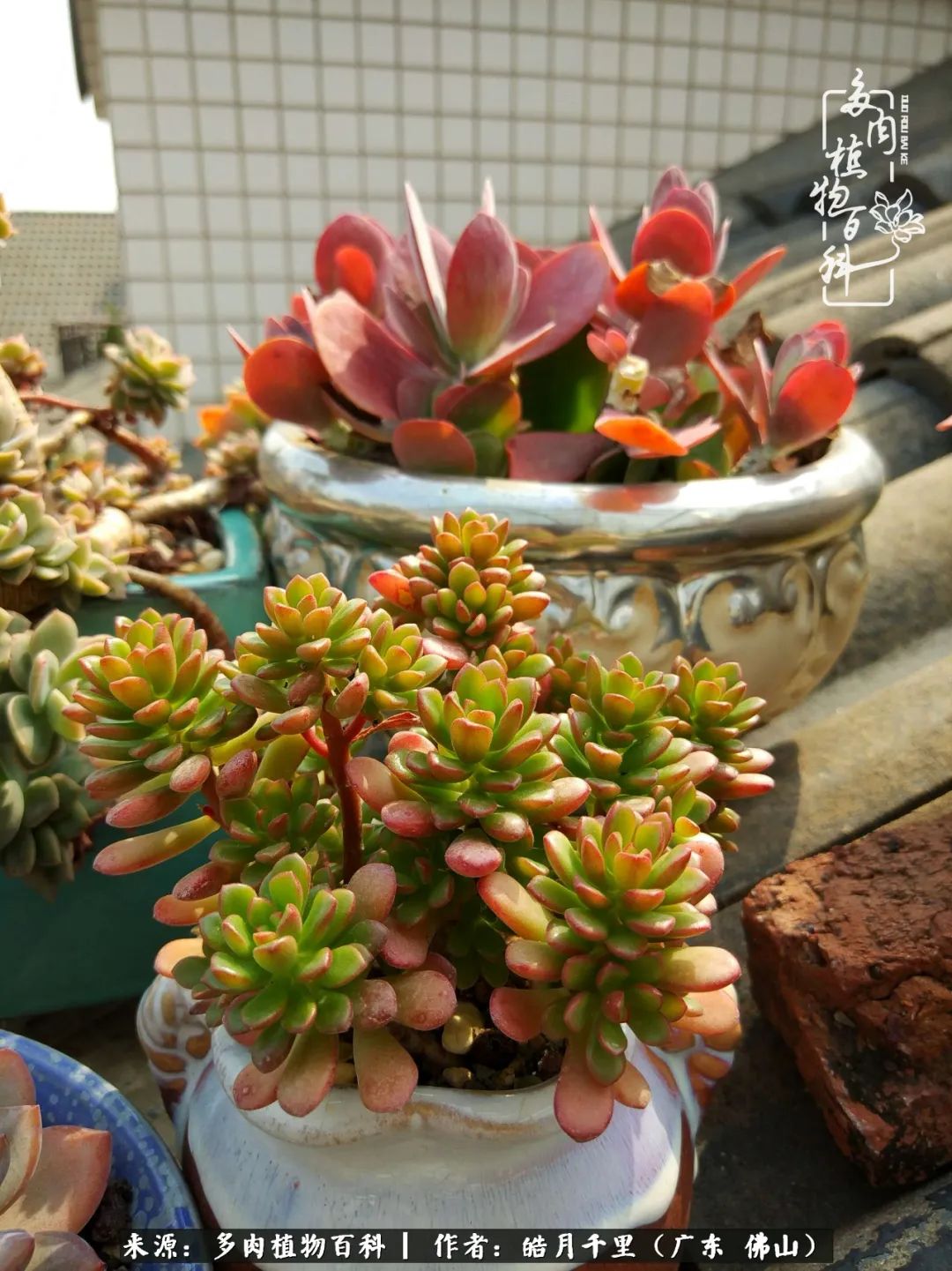 多肉娇气养不活多肉的10个秘密,养多肉是件很治愈的事情