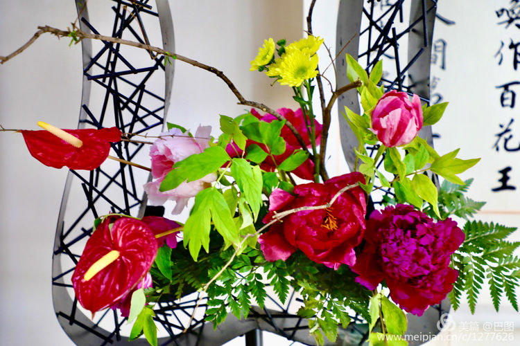 看洛阳牡丹花卉节,洛阳古都牡丹花展