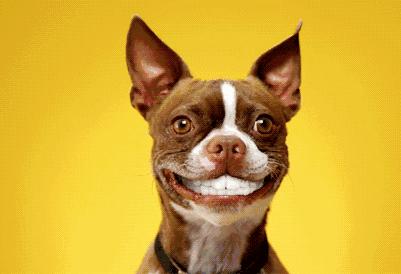 狗狗护食怎么办,狗狗护食的声音