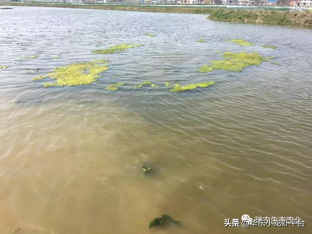 露天鱼池长青苔处理方法,阳台鱼缸长青苔如何处理