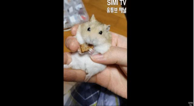 身价300万的仓鼠外网走红！住3层电梯豪宅，丰富娱乐，人不如鼠啊