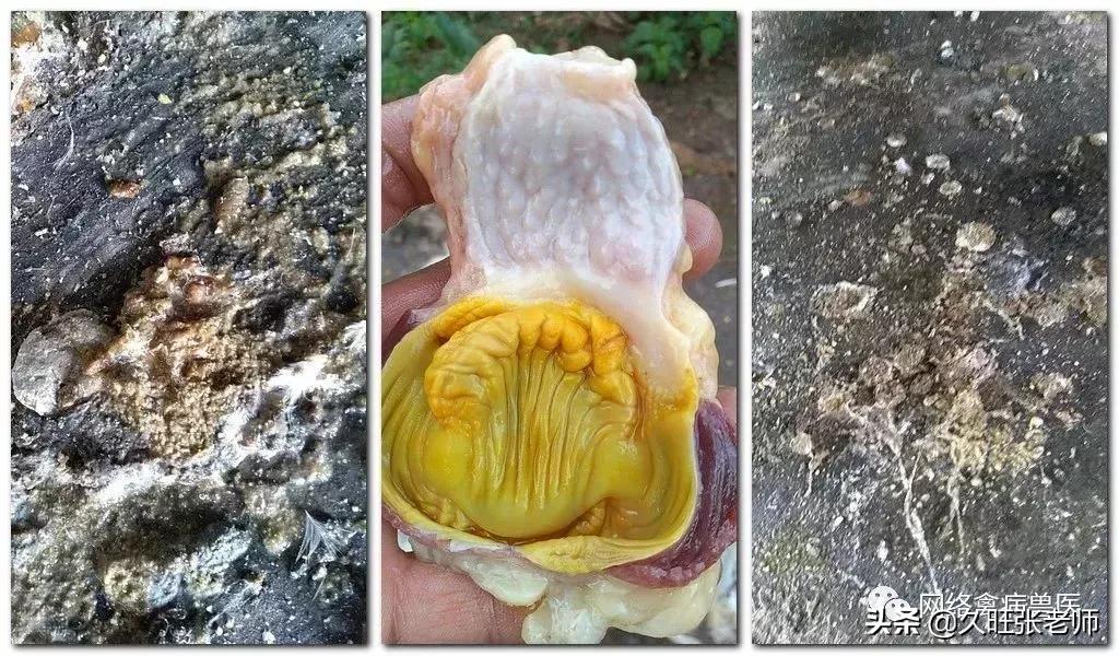 浅表性胃炎重了是胃穿孔吗,肌胃腺胃炎引起的原因