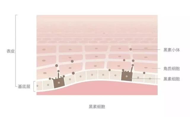 如何预防长斑和色素沉着,斑暗沉皮肤用什么护肤