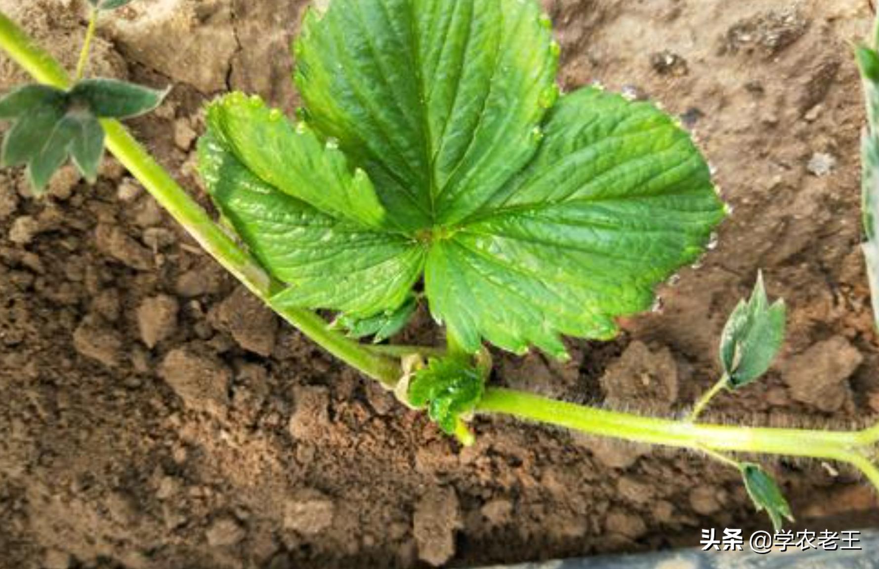 7月草莓苗用什么控旺好,草莓苗用亚硫酸钾控旺怎么用量