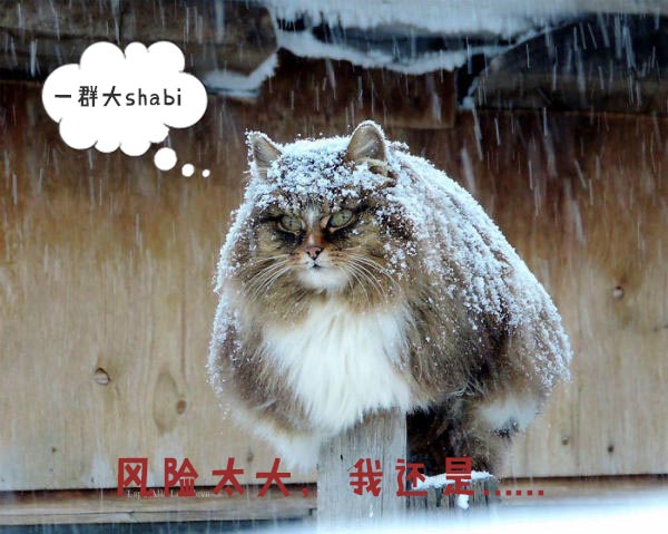 圣诞节的喵星人霸气又略萌,猫奴必看!又骗我养猫?