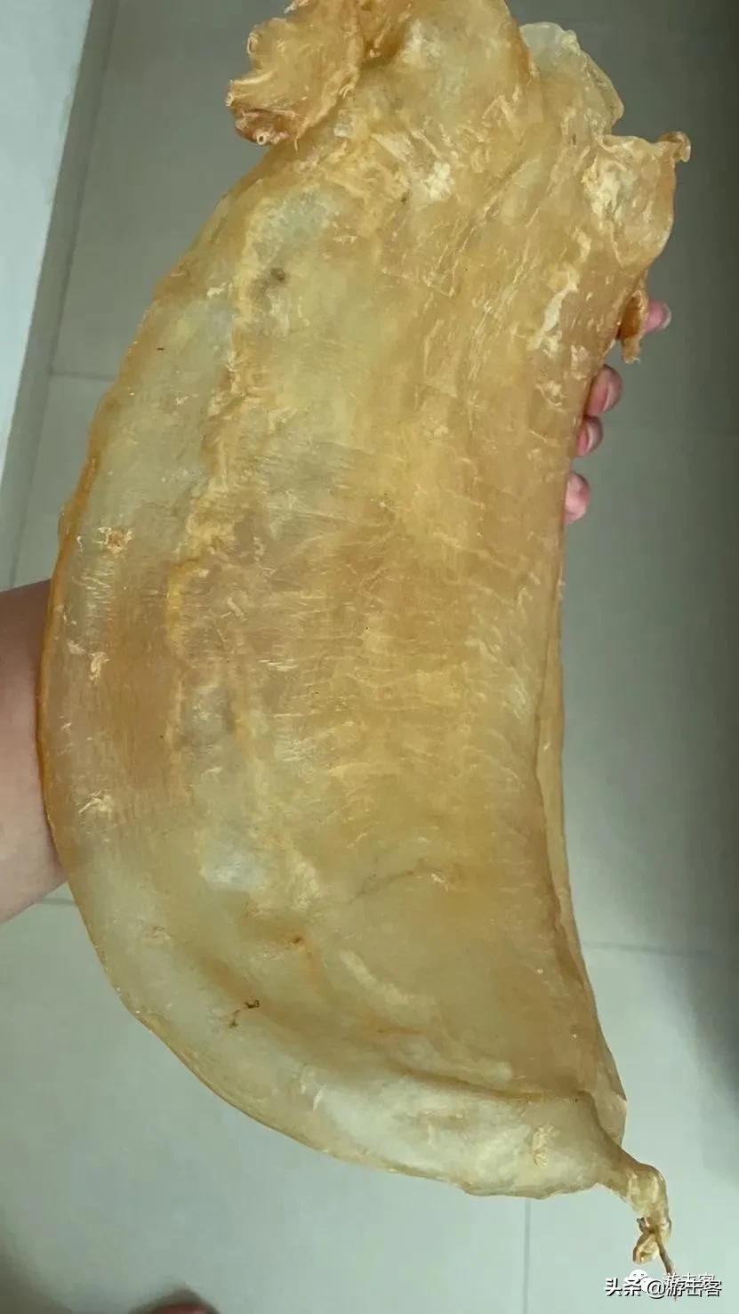 一个鱼胶可以做成鱼胶吗,好的鱼胶和便宜鱼胶区别