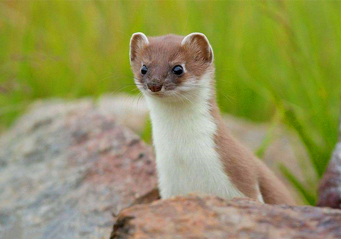 家里跑进来黄鼠狼怎么办,家里有黄鼠狼它自己会走吗