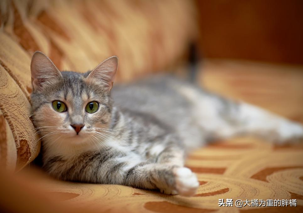 猫咪一到晚上就呕吐怎么办,猫咪晚上闹腾怎么解决