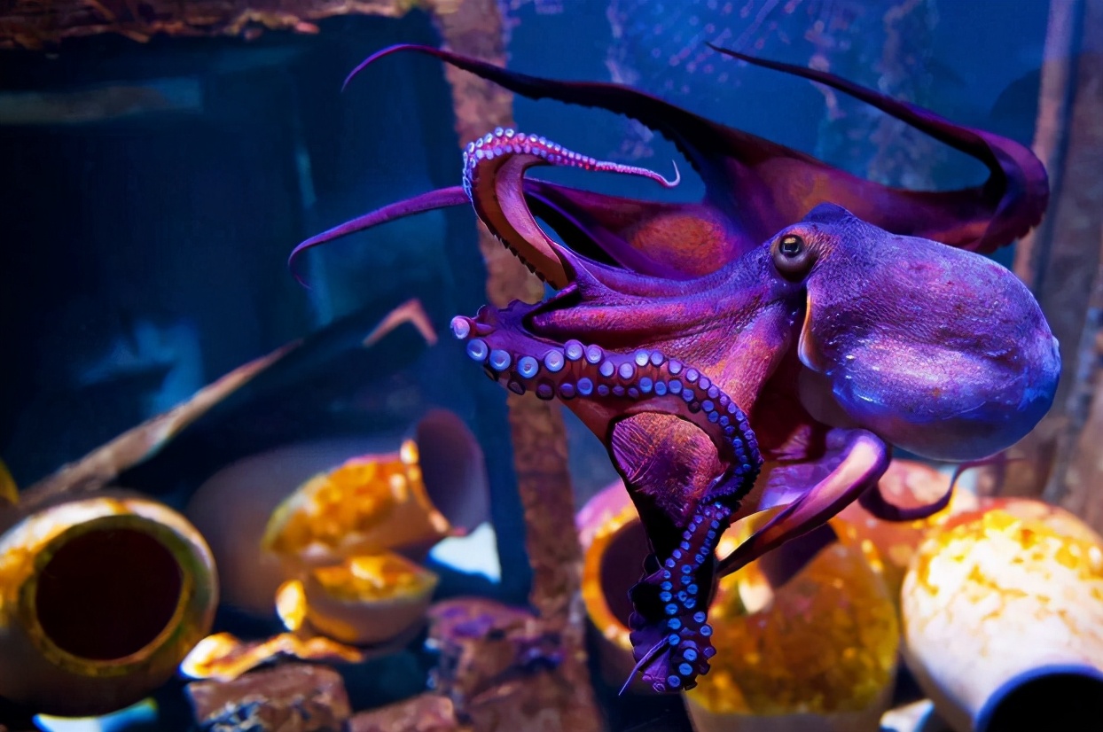 为什么章鱼有点长得像外星人 (为什么章鱼会被称为外星人)