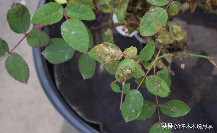 月季春季浇水注意事项图片,养月季注意1点没有黄叶枝繁叶茂