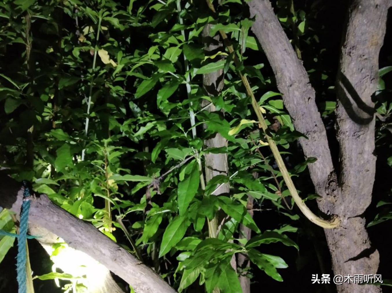 石榴树栽种几年能开花结果,石榴树一般要几年才能开花结果呢
