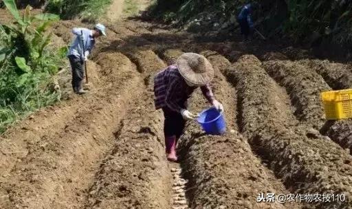 高产种姜栽培技术视频,种姜之前姜种用什么消毒