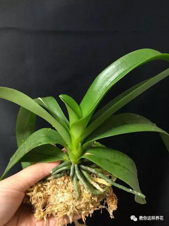 养蝴蝶兰花用营养土可以吗,养蝴蝶兰用苔藓还需要土吗