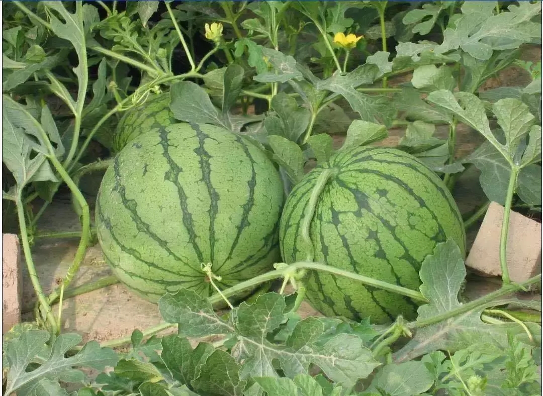 向往田园生活和体验往往有差距,向往田园生活却又逃避田园生活