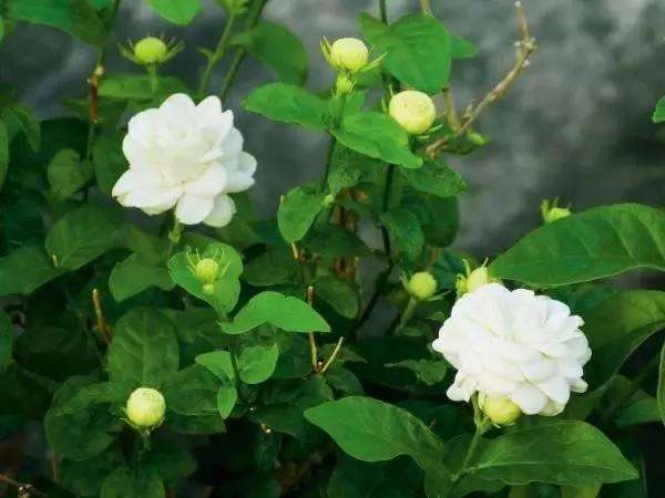 花肥只是辅助作用,花肥用有机肥好吗