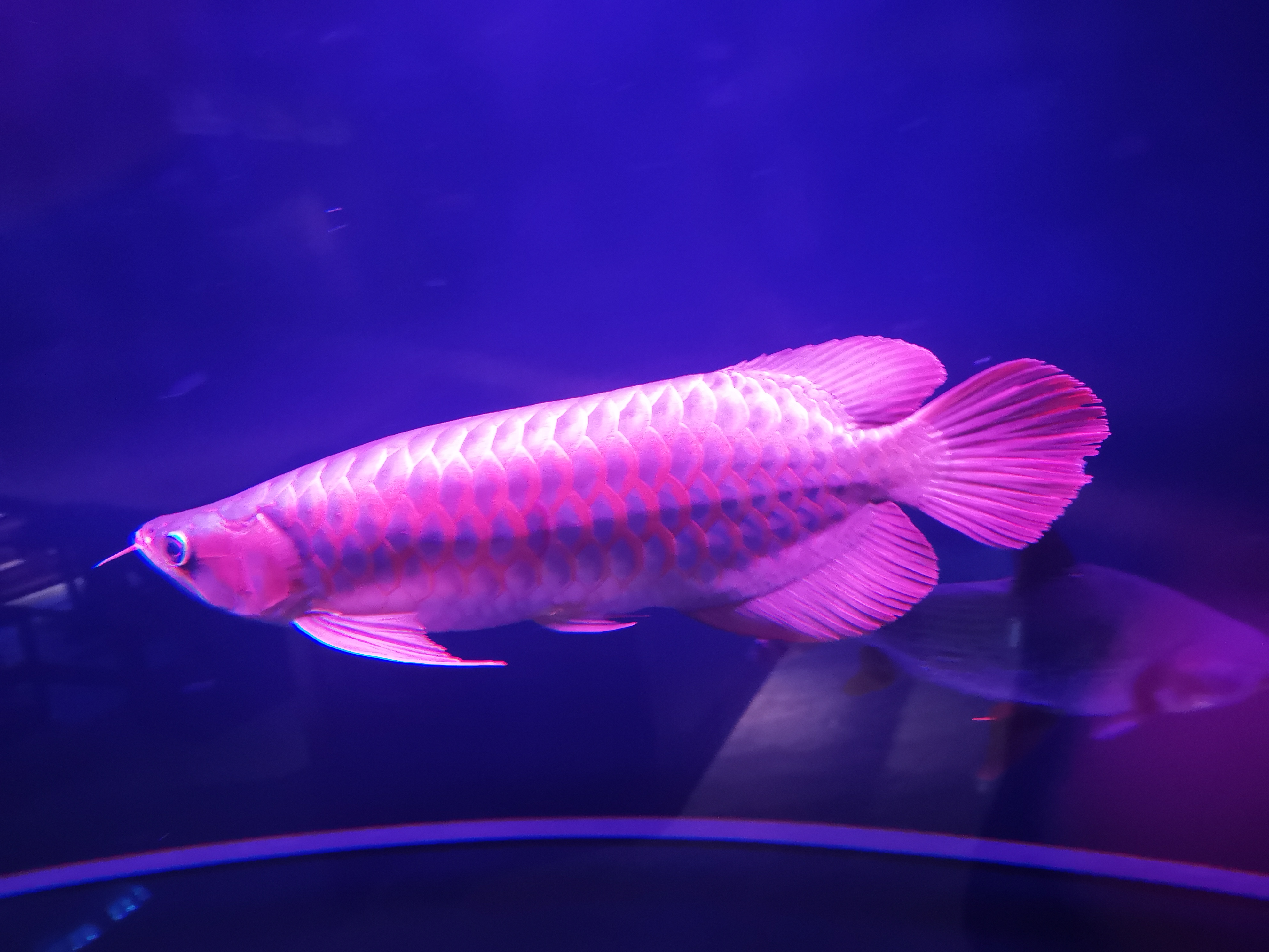 观赏鱼能吃么,有人说龙鱼的味道特别鲜美?别把药物残留不当回事