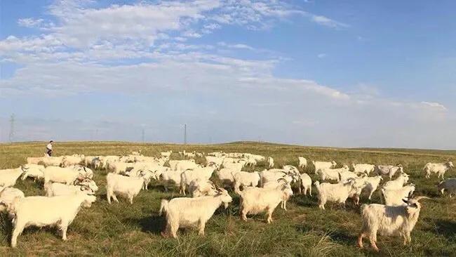 羊绒制品起源,中国羊绒历史简介