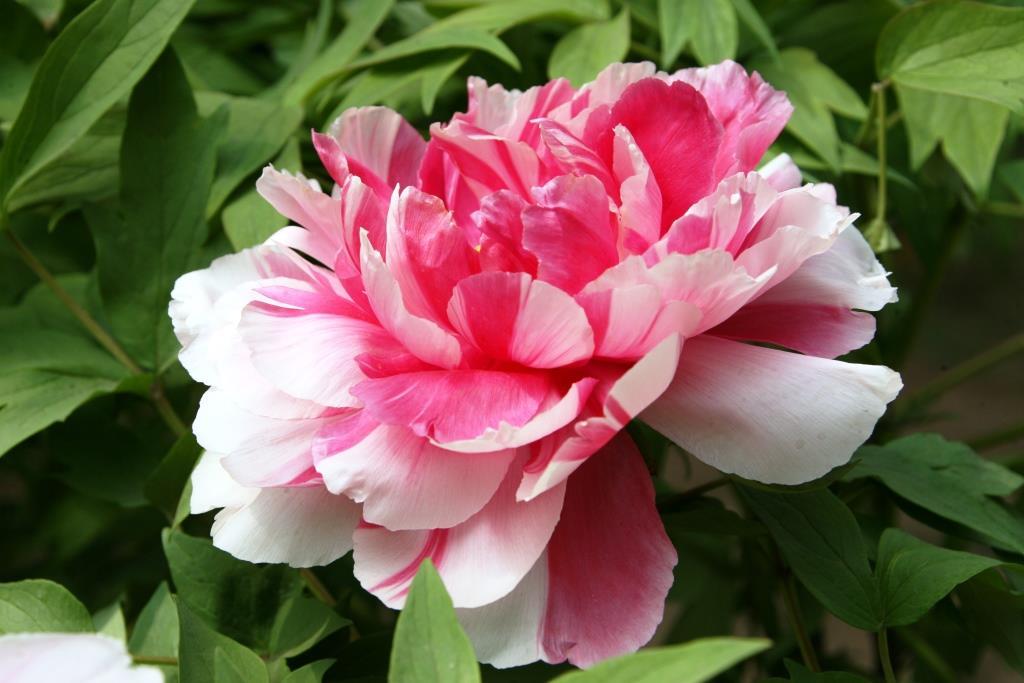 在花卉世界里，我最喜欢的20种美丽的花，花香花美