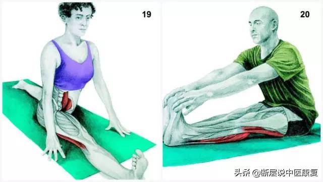 搏击肌肉拉伸图谱,最全的肌肉拉伸图谱