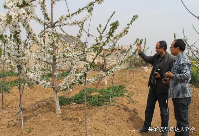 樱桃好吃树难栽下一句谚语是什么,樱桃好吃树难栽后一句是啥