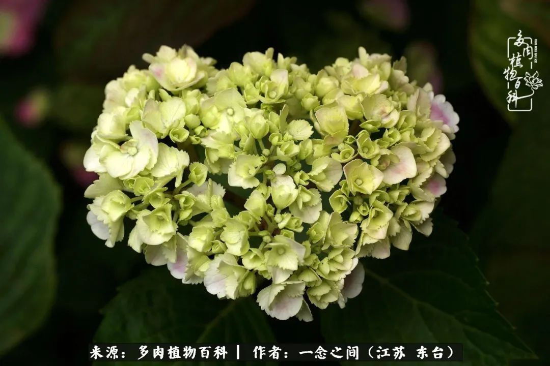 遇见花开蓝莓糖,遇见花开蔬菜沙拉酱