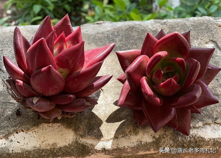 多肉可以淋雨吗冬天,多肉冬天可以淋雨吗