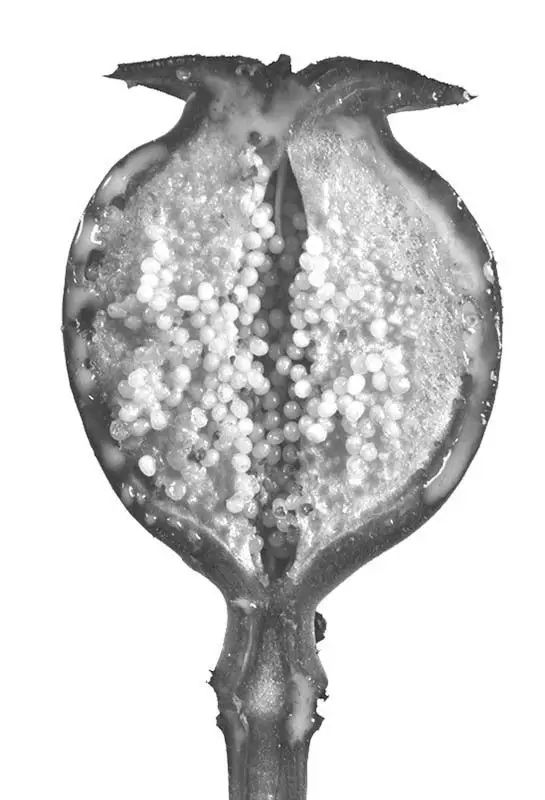 趣话瘾史:*片鸦**系列