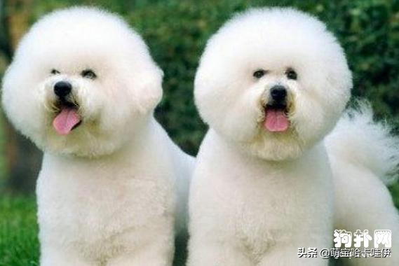 比熊犬怎么训练坐下握手,比熊犬应该怎么训练