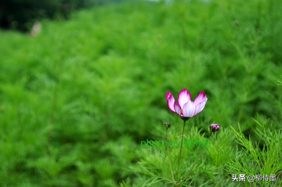 海边人像屏保拍摄技巧,人像屏保怎么拍摄好看
