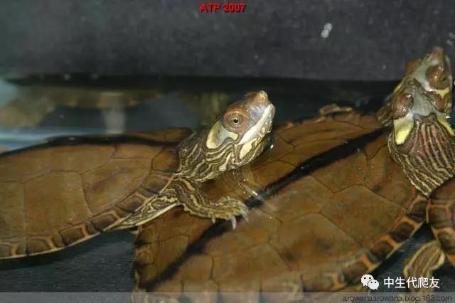 正宗的地图龟,史上最差的地图龟