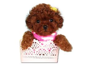 聪明的小宠物狗都有哪些品种,哪种宠物狗最聪明听话又好养