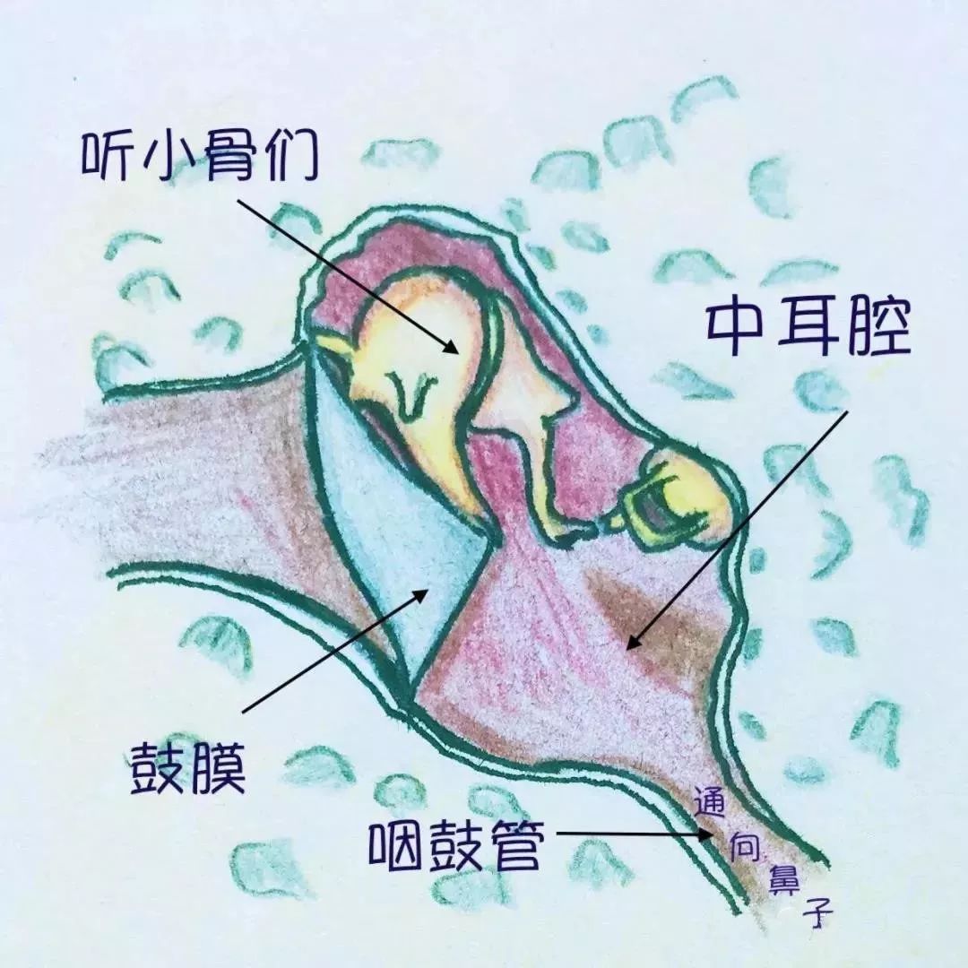 分泌性中耳炎原来是鼻子惹的祸,分泌性中耳炎是治鼻子还是耳朵