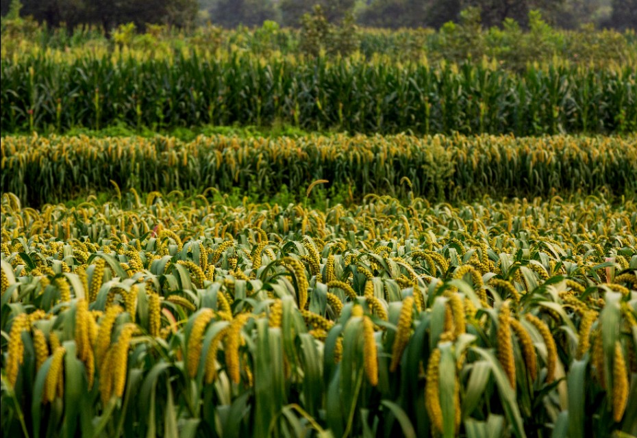 小米的故事,小米的故事系列全套
