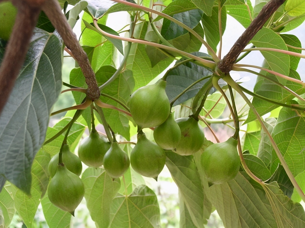 蜜蜂土养用什么样的蜂箱最好,蜂箱桐油刷好后几天能养蜜蜂