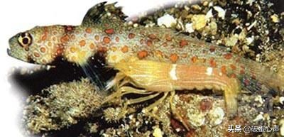 现实中真的存在毒液这种共生体吗,毒液和其他寄生体怎么诞生的