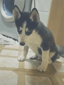 狗狗晕车吐了两次没精神,狗狗晕车吐了主人也吐了