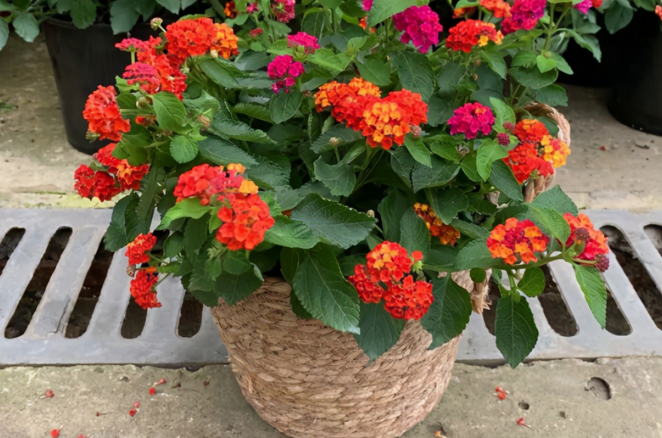 新手如何养好花卉,新手盆栽花怎么养