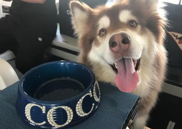 阿拉斯加为什么是雪橇三傻老大,阿拉斯加二哈雪橇三傻怎么区分