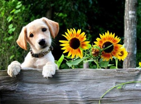 狗狗一直拉肚子是怎么回事,狗狗一直拉肚子是什么原因