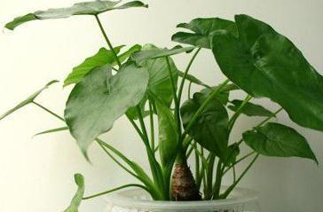 滴水莲开叉怎么培育,滴水观音的正确摆放