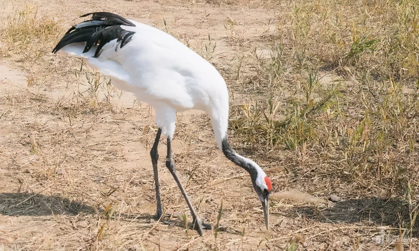 山东这两座小城，集齐了所有令人向往的美景，超级适合自驾！