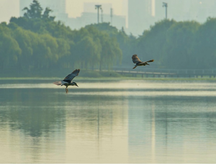 春光和煦寻访苏州的江南美景,趁着春天行走苏州
