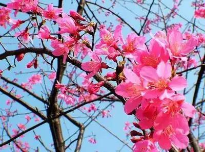 1到100朵红玫瑰花的寓意和花语,助人为乐善良可爱是哪种花的花语