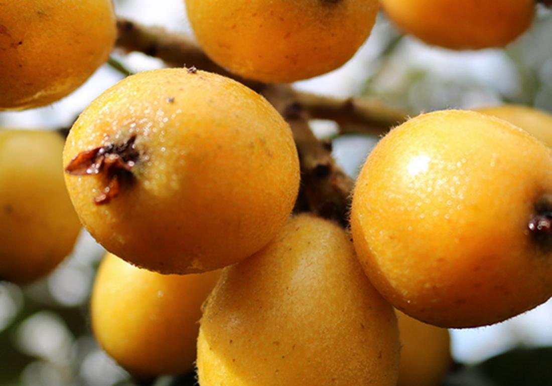 种植枇杷果的小技巧,枇杷有哪些病虫害防治