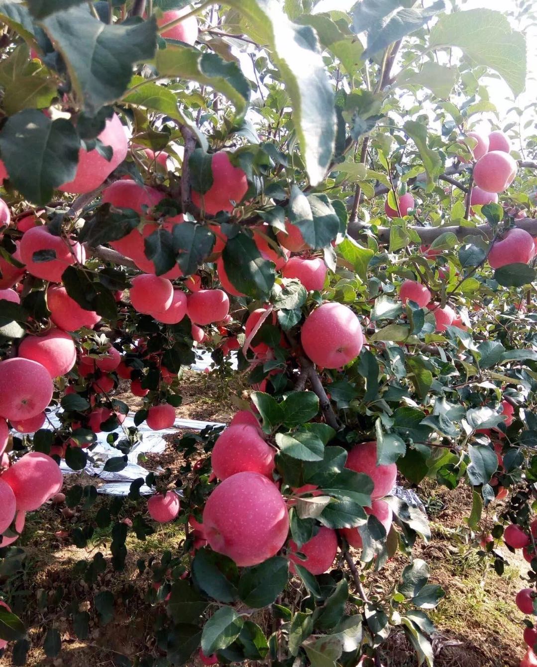 陕西什么苹果最甜最脆又好吃,陕西丑苹果好吃吗