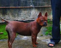 中国本土猎犬犬种有哪些,川东猎犬杂交广西猎犬