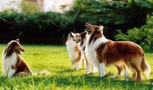 有什么品种狗狗既长不大又不掉毛,建议新手养的10种便宜狗狗不掉毛