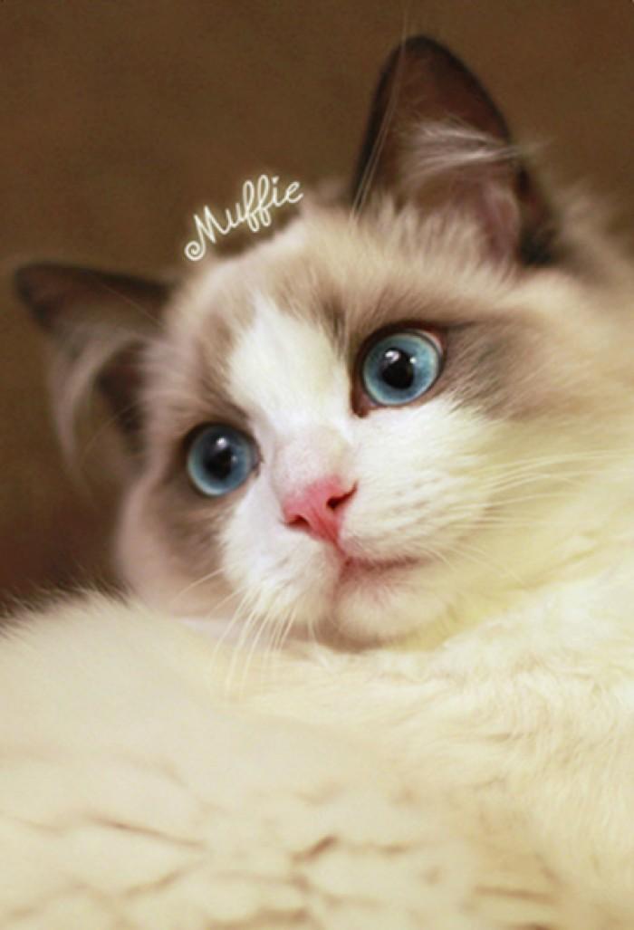 猫双眼皮手术全过程,猫咪整容手术有哪些