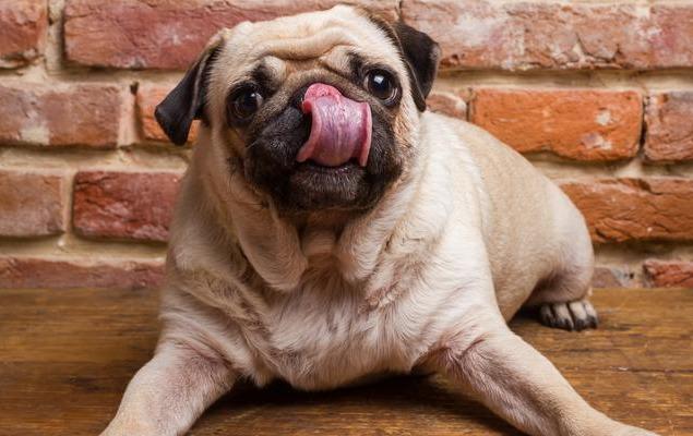 巴哥养公的好还是母的好,巴哥为什么会护食